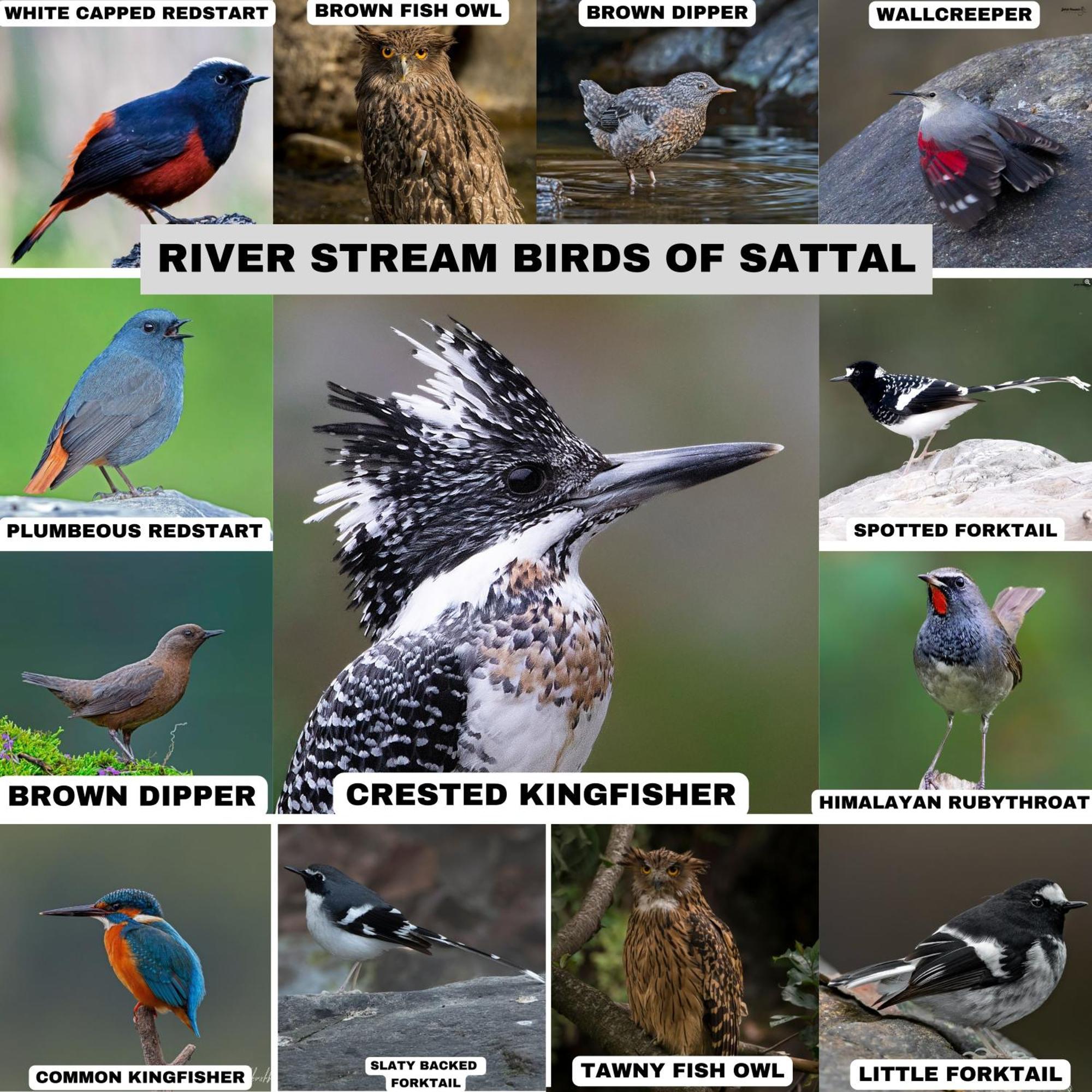 Incredible Birding Camp Apartment Bhimtal Exterior photo