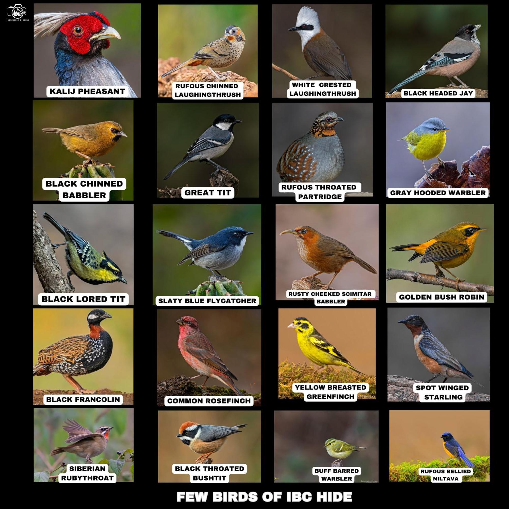 Incredible Birding Camp Apartment Bhimtal Exterior photo